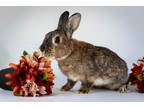Adopt Daisy a Dwarf / Mixed rabbit in Vernon, BC (38861051)