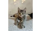 Adopt Macadmia a Domestic Mediumhair / Mixed cat in San Antonio, TX (38715164)