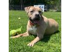 Adopt Hashbrown a Tan/Yellow/Fawn Pit Bull Terrier / Mixed dog in Long Beach