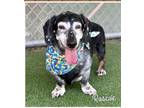 Adopt Roscoe~ a Dachshund / Mixed dog in Columbia, TN (38872109)