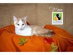 Adopt Maxx a Domestic Shorthair / Mixed cat in Salt Lake City, UT (38715142)