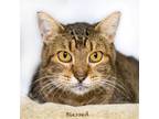 Adopt Blessed /Bessie a Domestic Shorthair / Mixed cat in Hot Springs Village