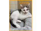 Adopt Winnie (FCID# 6/22/2023 - 137 Jenkintown PS) DC a Brown Tabby Domestic