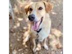 Adopt Nubs a Tan/Yellow/Fawn Australian Shepherd / Golden Retriever / Mixed dog