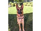 Adopt Rolo a German Shepherd Dog / Mixed dog in Vancouver, WA (38825314)