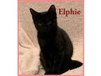 Adopt Elphie (FCID# 06/06/2023 - 140) a All Black Domestic Shorthair / Mixed