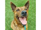 Adopt AJ (Alan Jackson) a Tan/Yellow/Fawn Cattle Dog / Mixed dog in Chattanooga