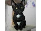 Adopt Ophelia a All Black Domestic Shorthair / Mixed cat in Port Richey