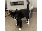 Adopt Esai a All Black Domestic Shorthair / Mixed cat in Kanab, UT (38848160)