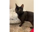 Adopt Bella a Black (Mostly) Domestic Shorthair / Mixed (short coat) cat in Los