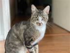 Adopt Senor Gato a Brown Tabby Domestic Shorthair / Mixed (short coat) cat in