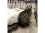 Adopt Kells a Brown Tabby Domestic Mediumhair / Mixed (medium coat) cat in Los