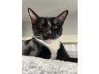 Adopt Tuxi B a Black & White or Tuxedo Domestic Shorthair / Mixed (short coat)