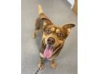 Adopt Bruno- Call [phone removed] To Meet a Australian Shepherd