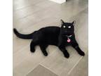 Adopt Hotdog a All Black Domestic Mediumhair / Mixed cat in Fort Lauderdale