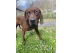 Adopt Waylon a Coonhound