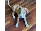 Adopt Ronnie Rockstar a Australian Shepherd / Mixed dog in Wadena, MN (38784203)