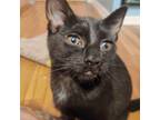 Adopt Frosty a All Black Domestic Shorthair / Mixed cat in New York