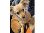 Adopt Ricky a Papillon, Mixed Breed