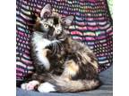 Adopt Oona's Kitten: Daphne a Calico or Dilute Calico Domestic Shorthair / Mixed