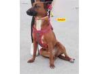 Adopt Daisy a Tan/Yellow/Fawn - with White Belgian Malinois / Mixed dog in