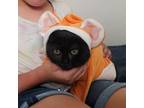 Adopt Lima a All Black Domestic Shorthair cat in Chapel Hill, NC (38761120)