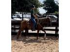 Adopt Epic a Quarterhorse / Mixed horse in Houston, TX (38737920)