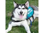 Adopt Lucky a Black Siberian Husky / Mixed dog in Olathe, KS (38668513)