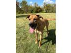 Adopt BONNIE a Boxer / Hound (Unknown Type) / Mixed dog in Wintersville