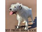 Adopt Scrappy a Jack Russell Terrier