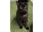 Adopt Wendy a All Black Domestic Shorthair (short coat) cat in Stockton