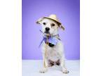 Adopt Coco a White - with Tan, Yellow or Fawn Jack Russell Terrier / Dachshund /