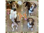 Adopt Jay a Tricolor (Tan/Brown & Black & White) Beagle / Mixed dog in Grand