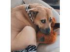 Adopt Annabelle a Tan/Yellow/Fawn Pit Bull Terrier / Mixed dog in Dana Point