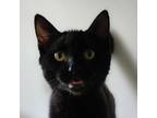 Adopt Sam a All Black Domestic Mediumhair / Mixed cat in Brighton, MO (38841367)