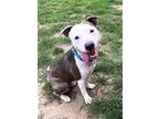 Adopt Quincy a White - with Gray or Silver Pit Bull Terrier / Mixed dog in