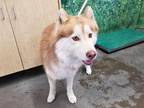 Adopt MORO a Red/Golden/Orange/Chestnut - with White Husky / Mixed dog in