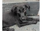 Adopt Barbenheimer a Black - with White Labrador Retriever / Catahoula Leopard