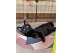 Adopt Pepperoni a All Black Domestic Shorthair / Mixed (short coat) cat in Brea