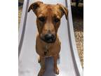 Adopt Pancho a Tan/Yellow/Fawn Rhodesian Ridgeback / Black Mouth Cur / Mixed dog