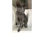 Adopt Paddington a Gray or Blue Domestic Shorthair / Mixed (short coat) cat in