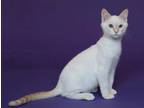 Adopt Charley a Cream or Ivory (Mostly) Siamese / Mixed (short coat) cat in