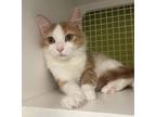 Adopt Daphne a Orange or Red (Mostly) Domestic Longhair / Mixed cat in