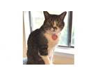 Adopt Murphy 2024 a Domestic Short Hair