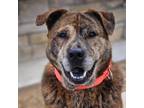 Adopt Tiger a Mixed Breed