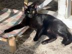 Adopt Beso a All Black Domestic Shorthair / Mixed (short coat) cat in Fenton