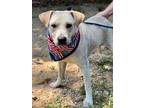 Adopt Bryan a Labrador Retriever / Mixed dog in Darlington, SC (38774696)