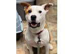 Adopt Patch a Labrador Retriever / Mixed dog in Darlington, SC (38774695)