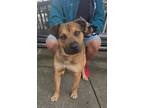 Adopt Bruno a Shepherd (Unknown Type) / Mixed dog in Darlington, SC (38774685)