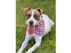 Adopt Diana a Terrier (Unknown Type, Small) / Hound (Unknown Type) / Mixed dog